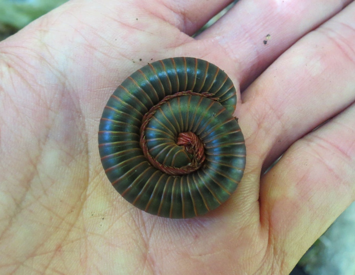 American Giant Millipede